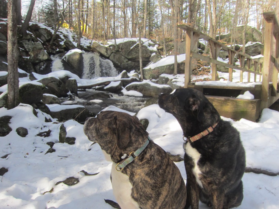 Great Brook Jan 2013 pic 4.JPG