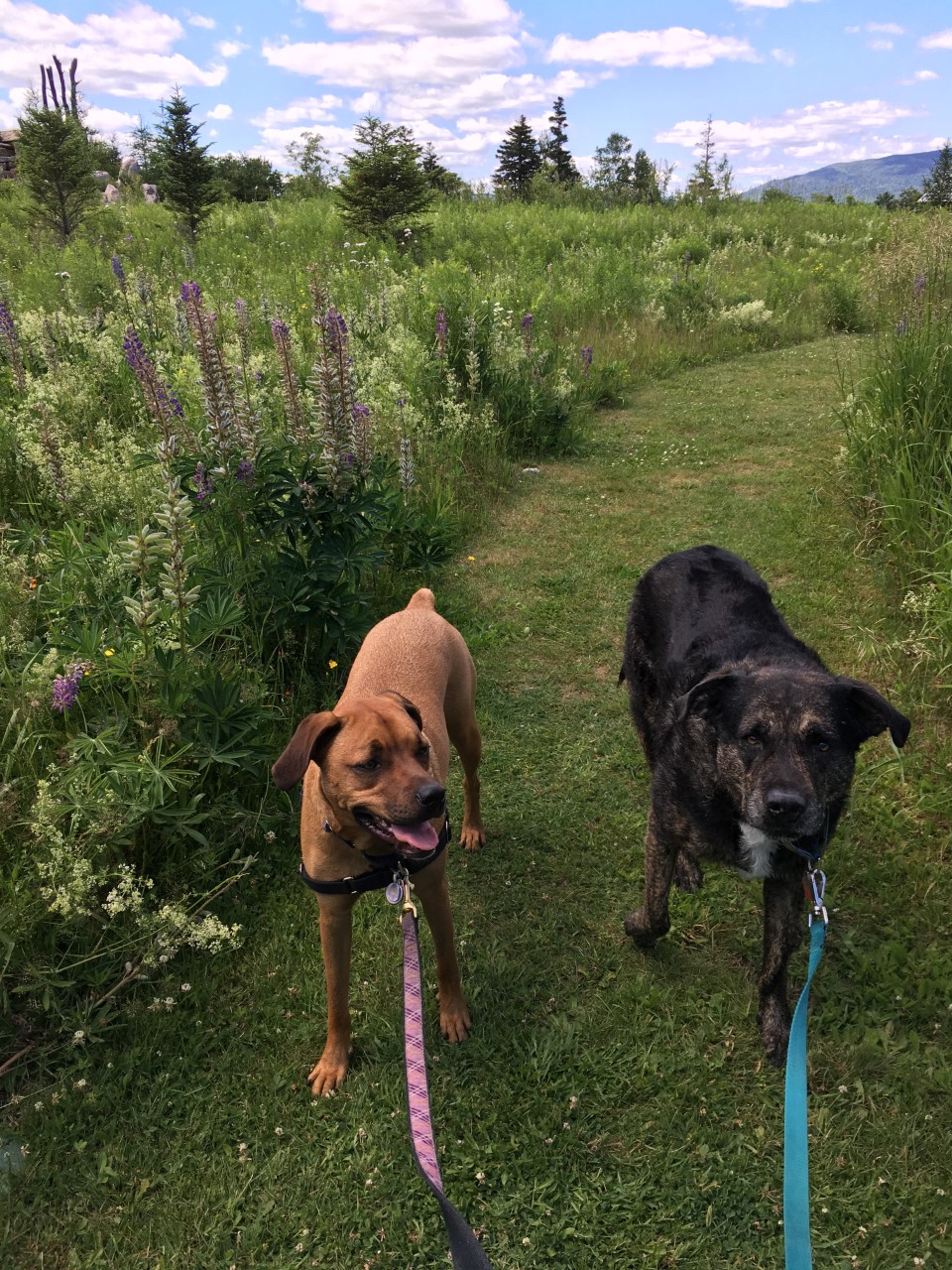 White Mountains Shadow and Wilma July 2018