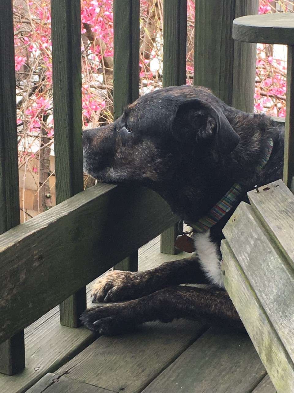 Shadow at the Cape looking out