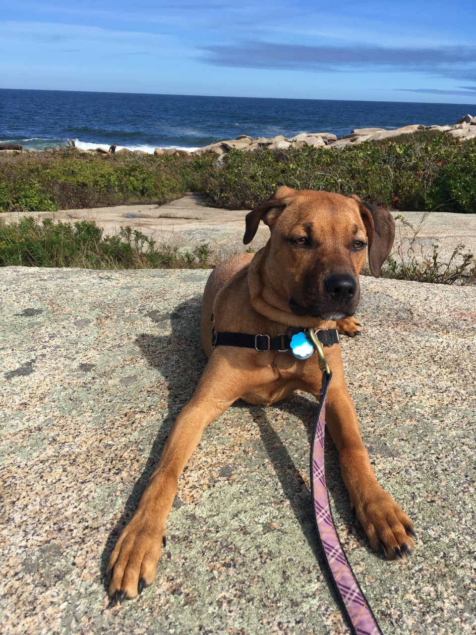 Halibut point Septe 2017