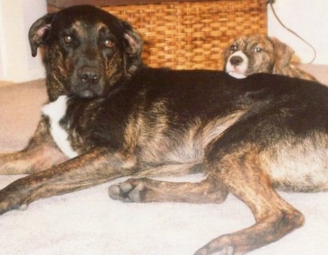 Shadow and Buster - Buster puppy