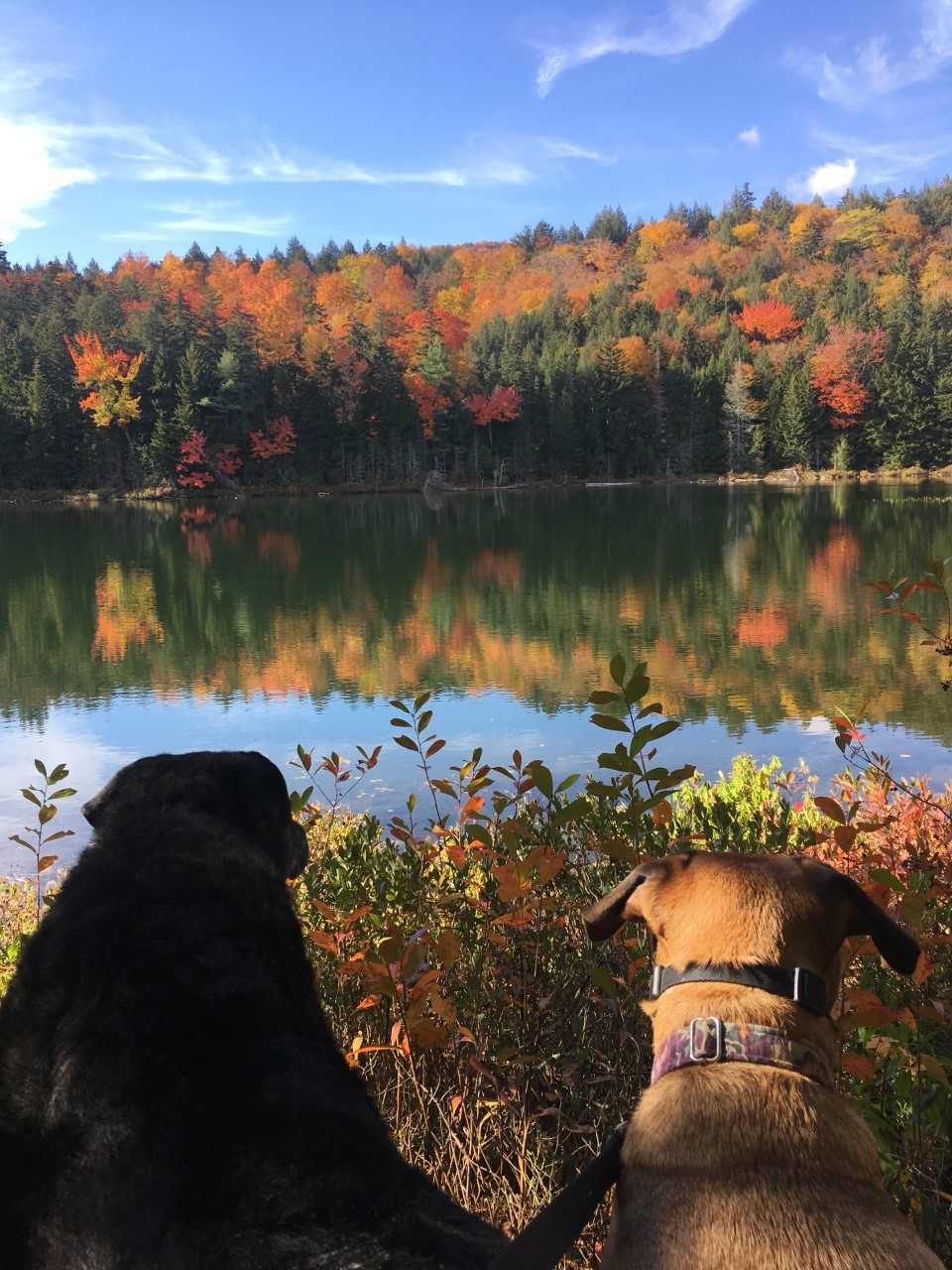shadow and wilma kancamangus