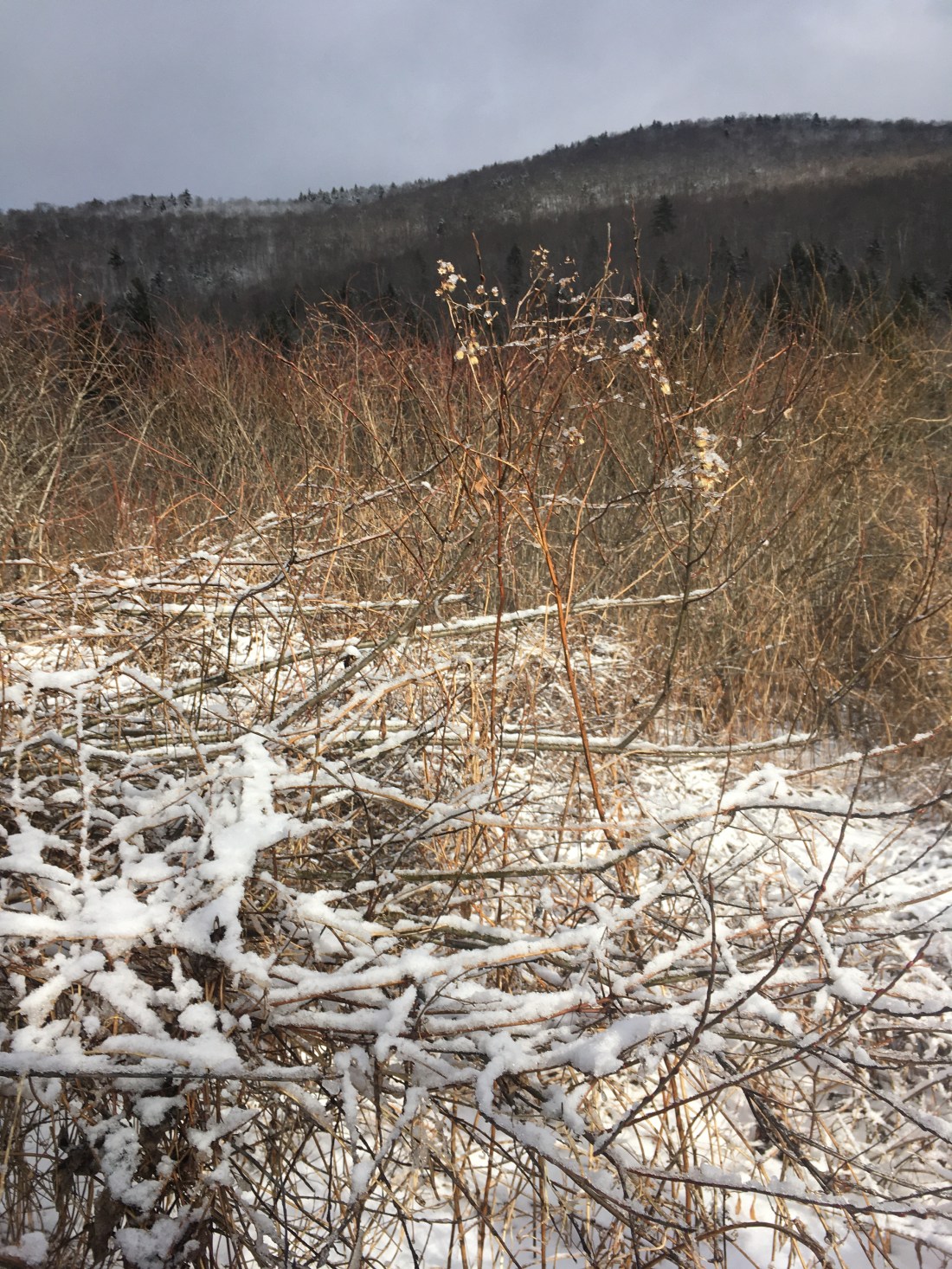 0C47A479-EA3C-43D0-822F-C66F8D104EED