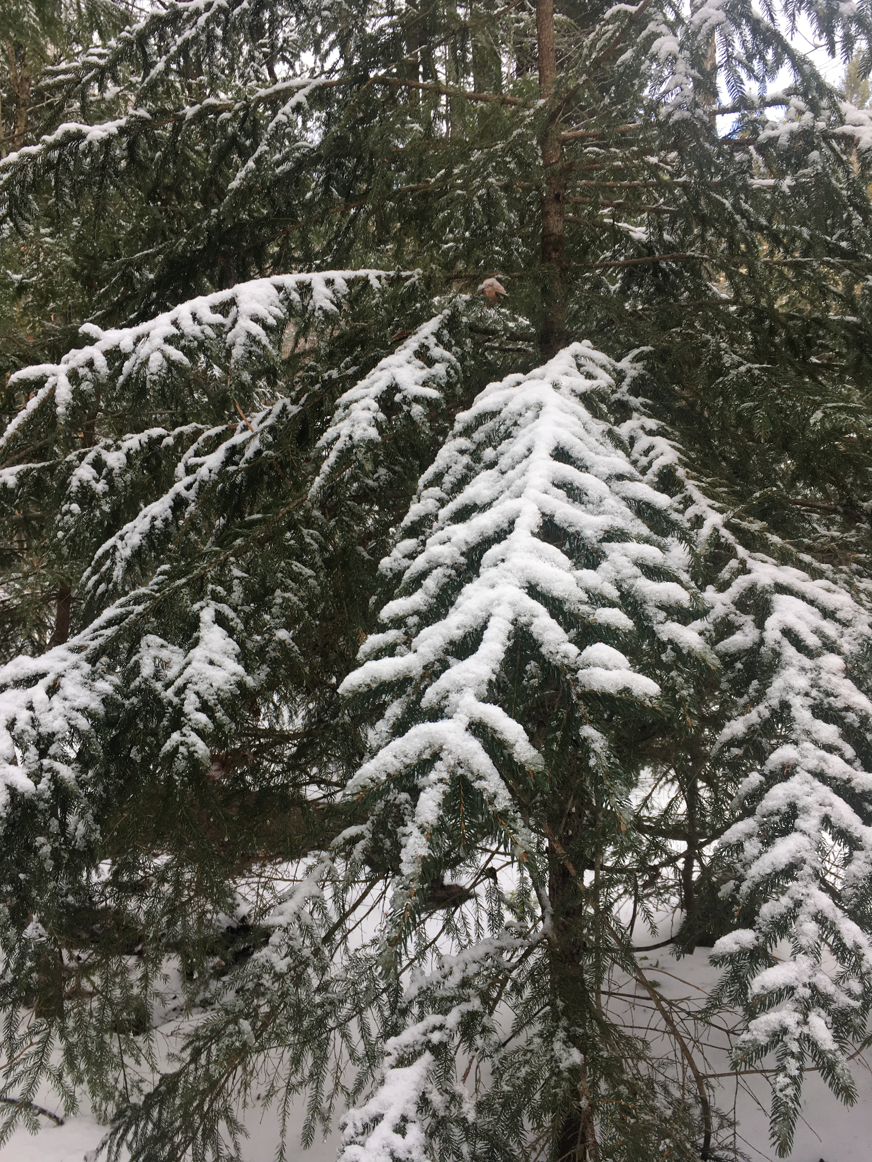 8ED74156-9336-4145-9B11-0F037A28FBC0