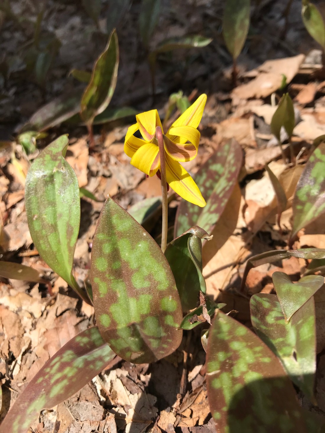 8836E959-BA6B-4D2C-A1D4-A3FF8ACDFEDD